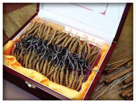 安龙冬虫夏草回收